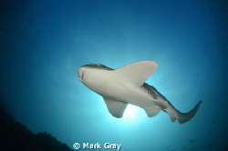 Leopard Shark Sunburst by Mark Gray 